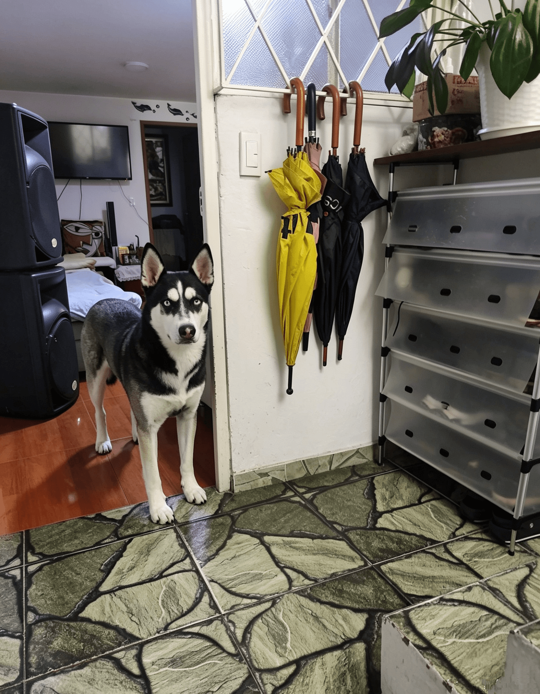 Foto de Casita de Balto
