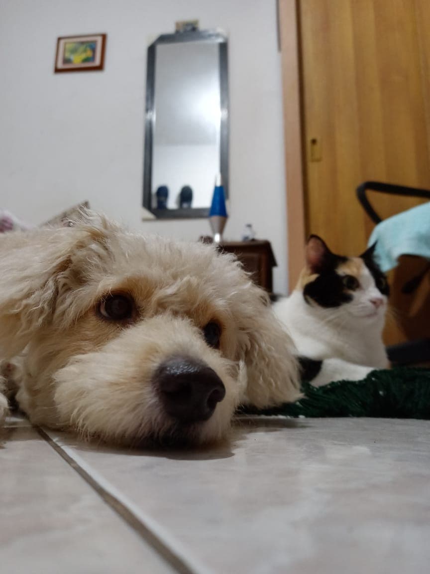 Foto de Los Peluditos