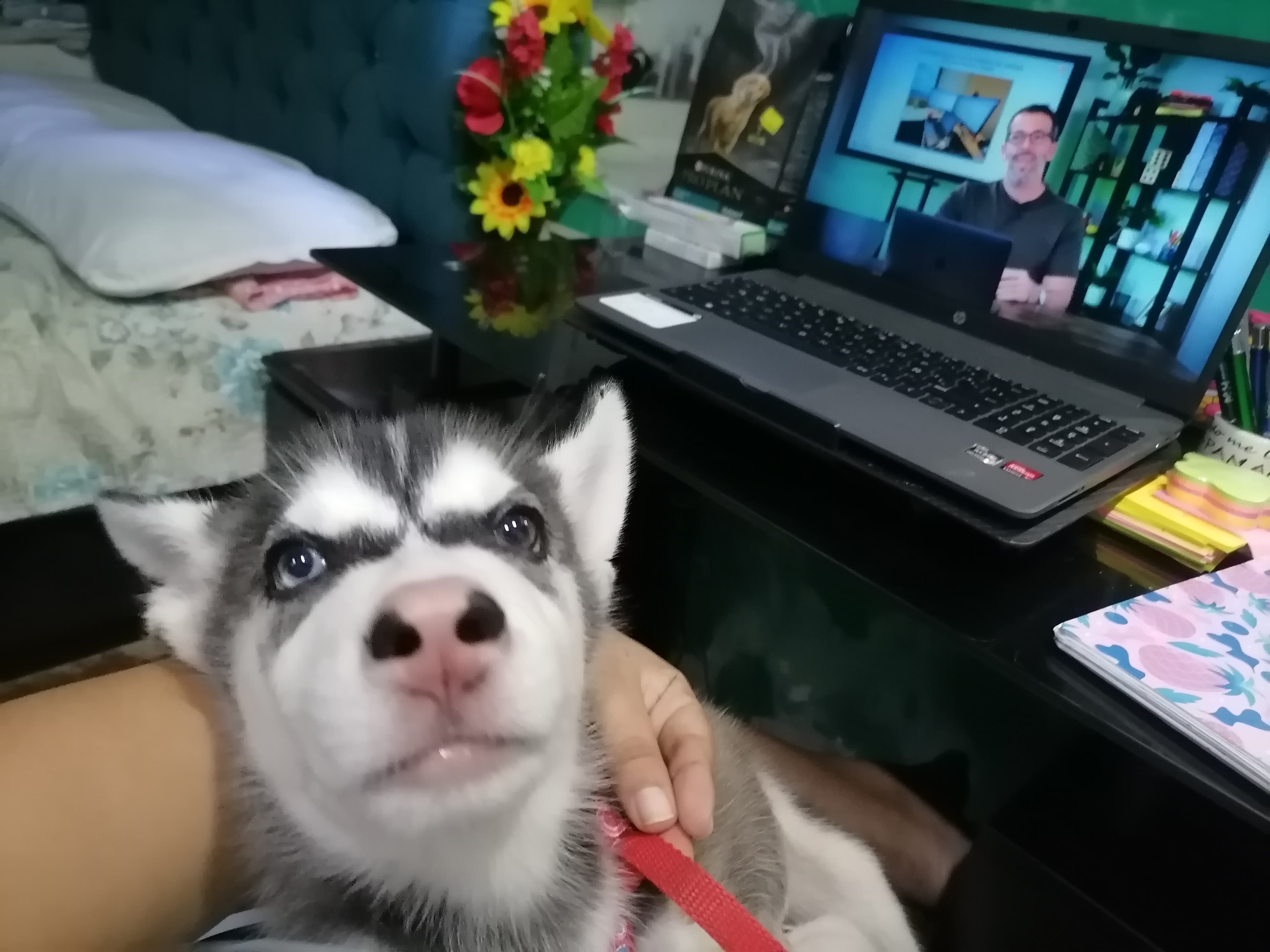 Foto de PATITAS A CASA??