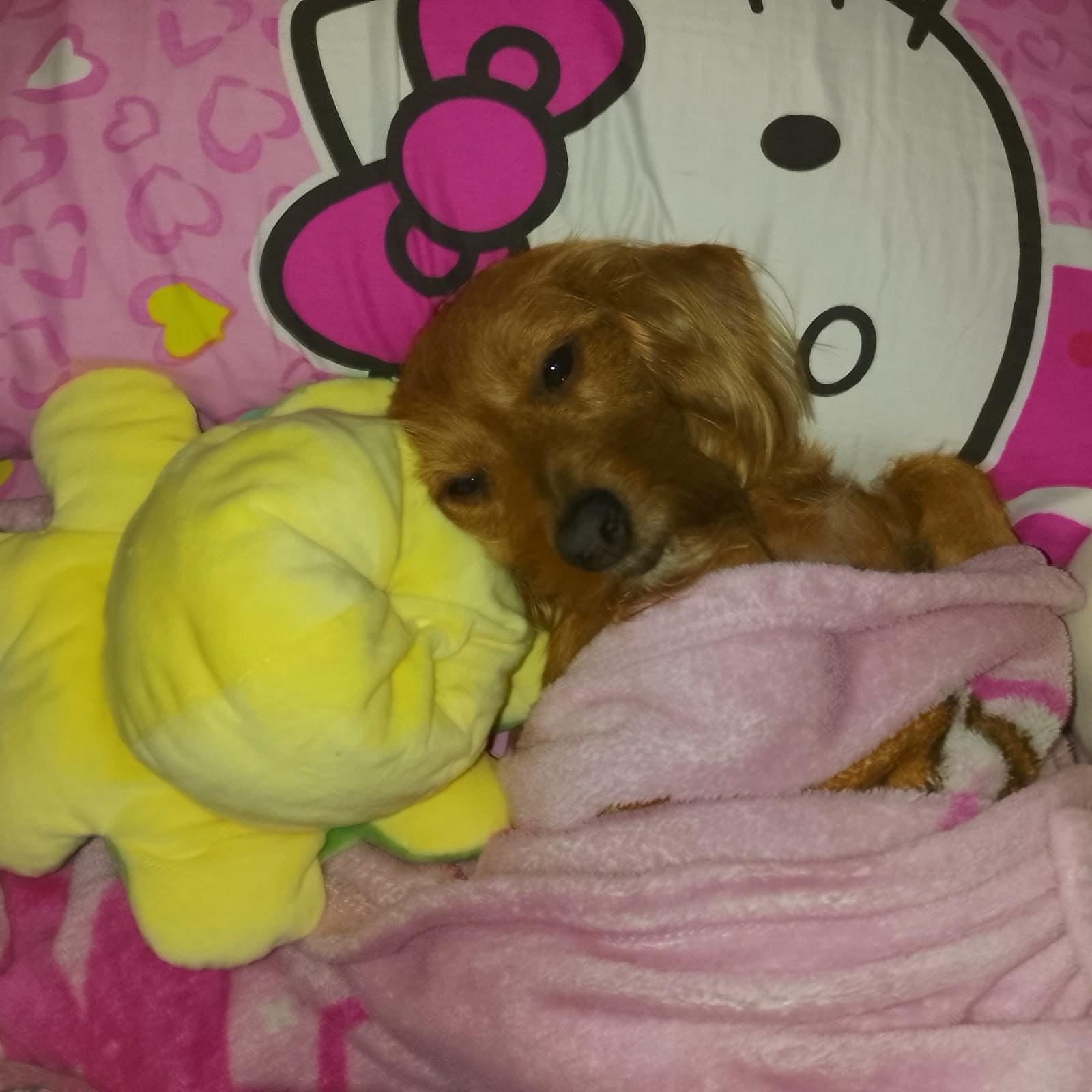 Foto de HOGAR PATAS FELICES