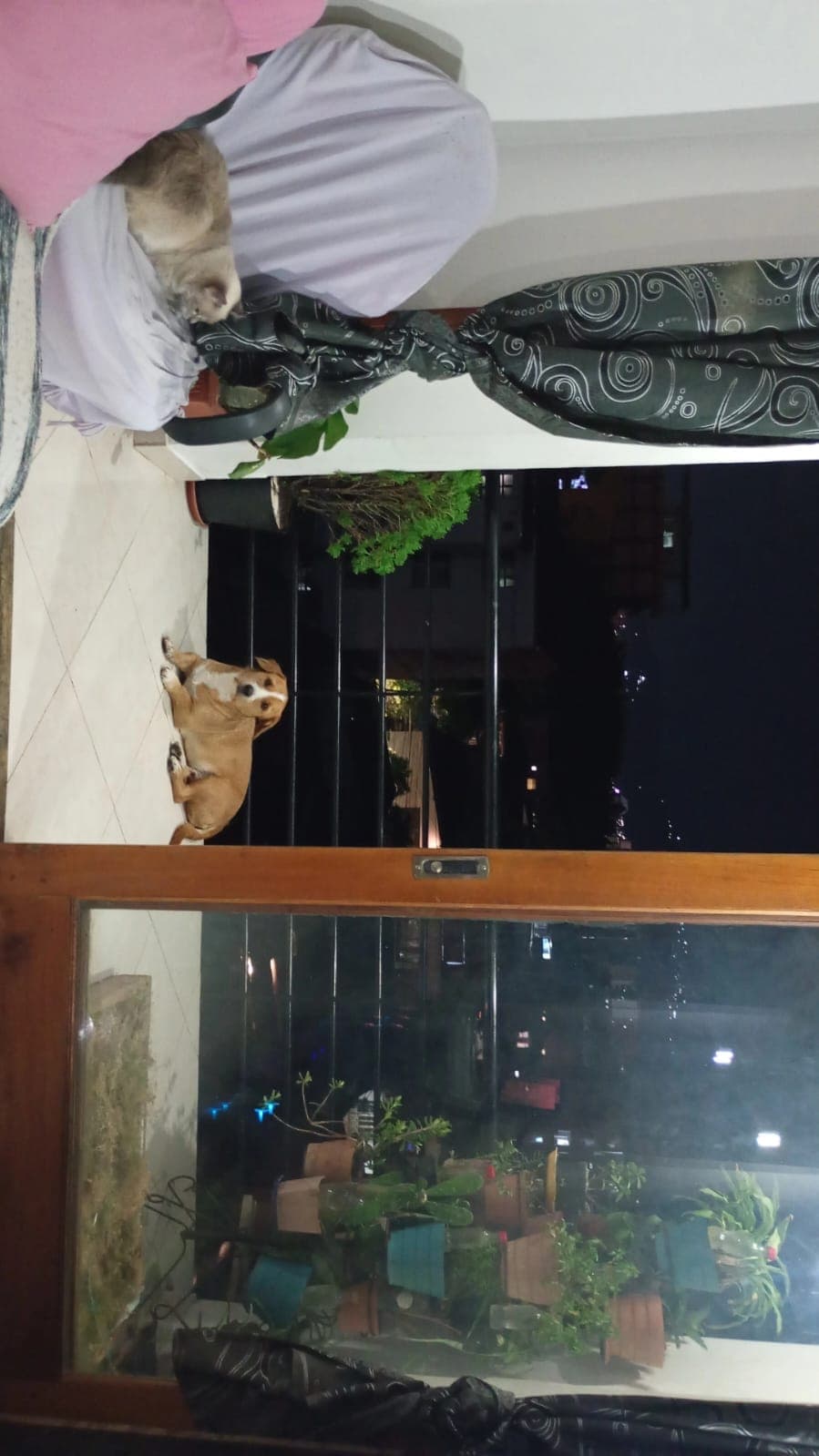 Foto 3 de Huellitas en casa ?