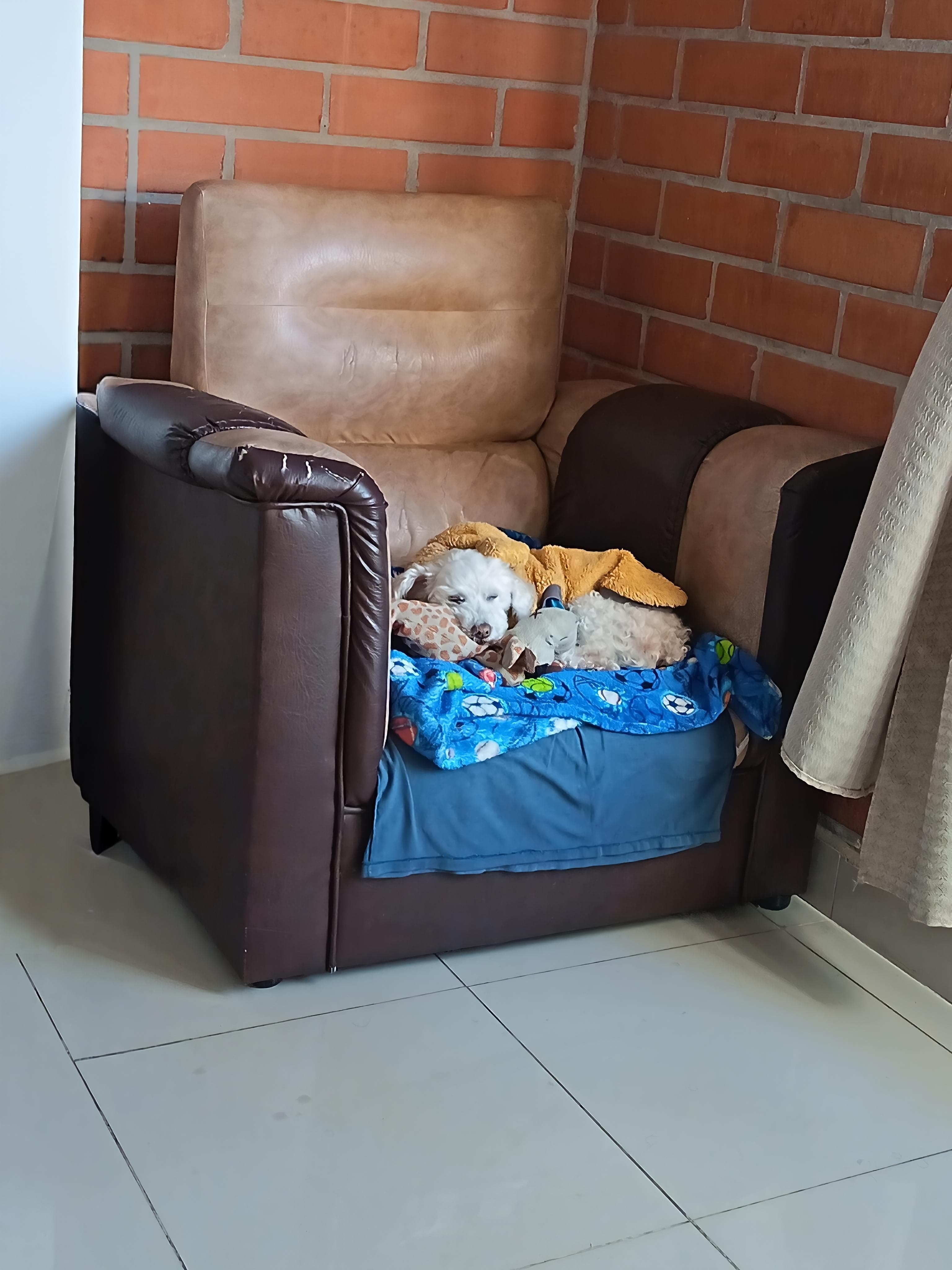 Foto 5 de Peluditos Amados