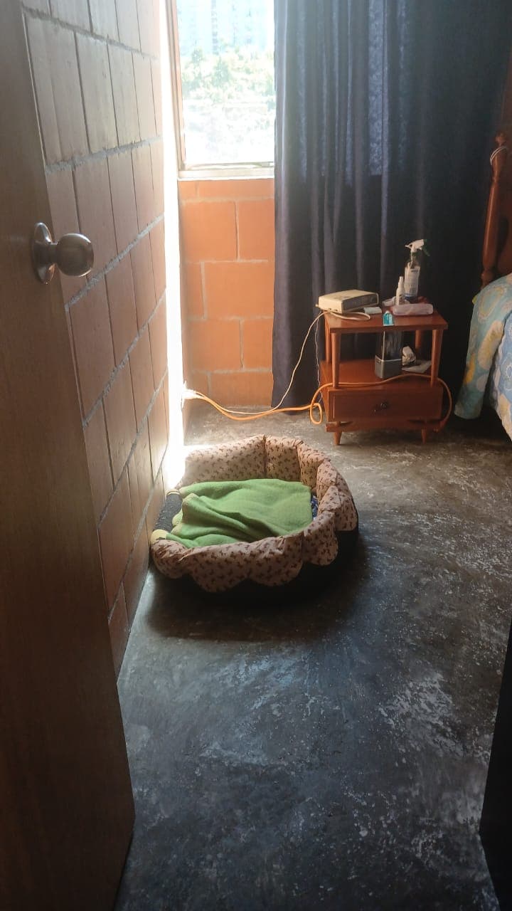 Foto 5 de La casa de mis amigos perrunos 