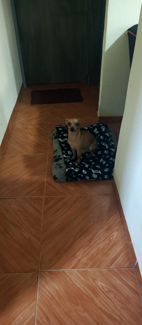 Foto 9 de La casa de los peluditos 