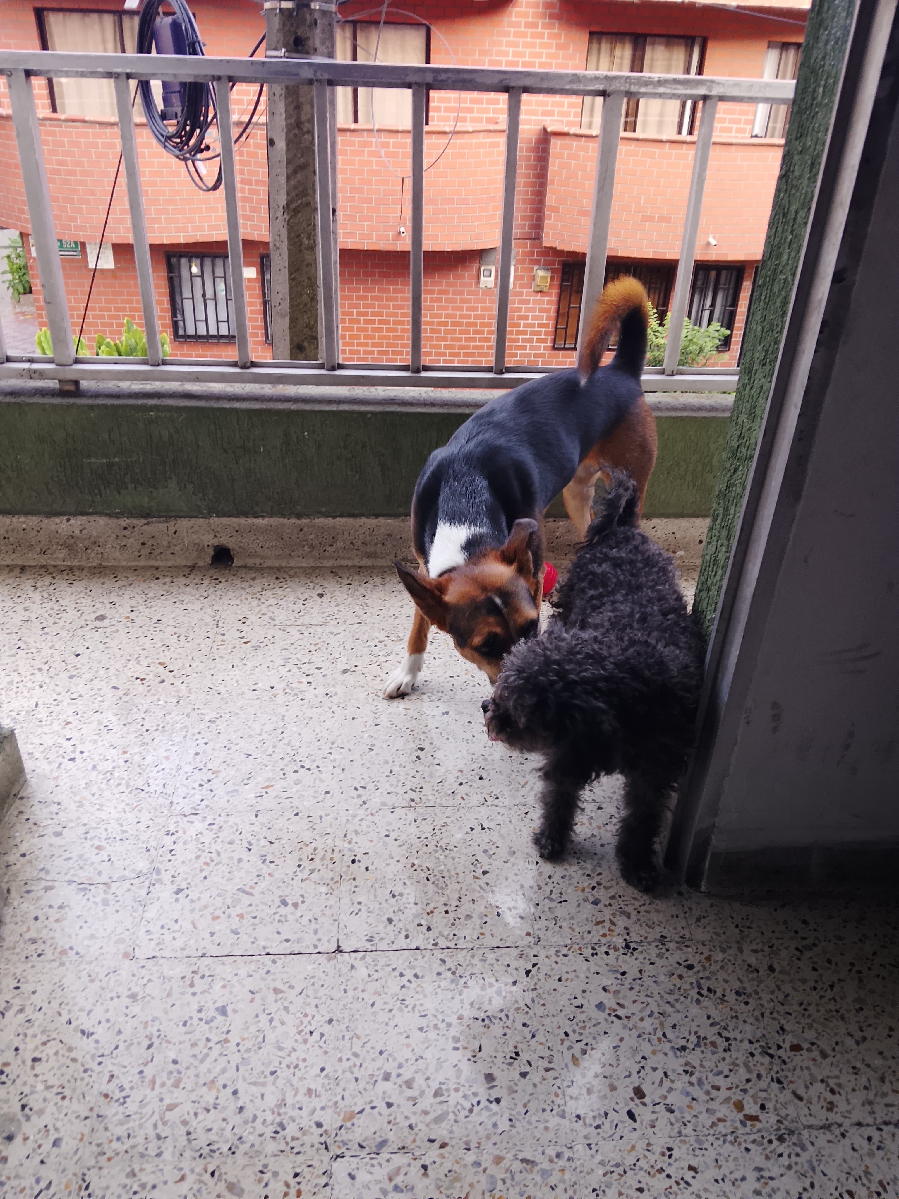 Foto 3 de Mis peluditos