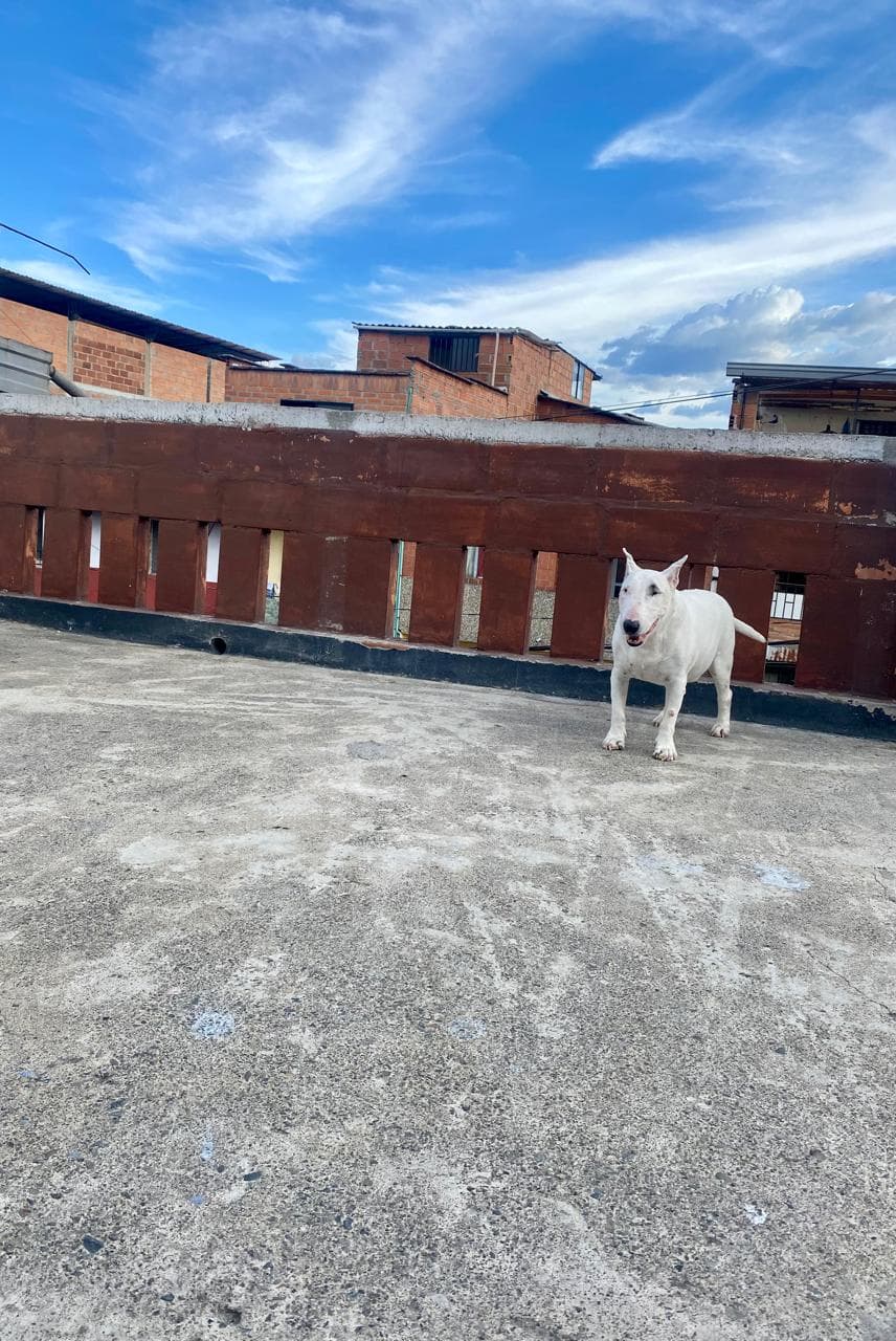 Foto 6 de Bull House ?