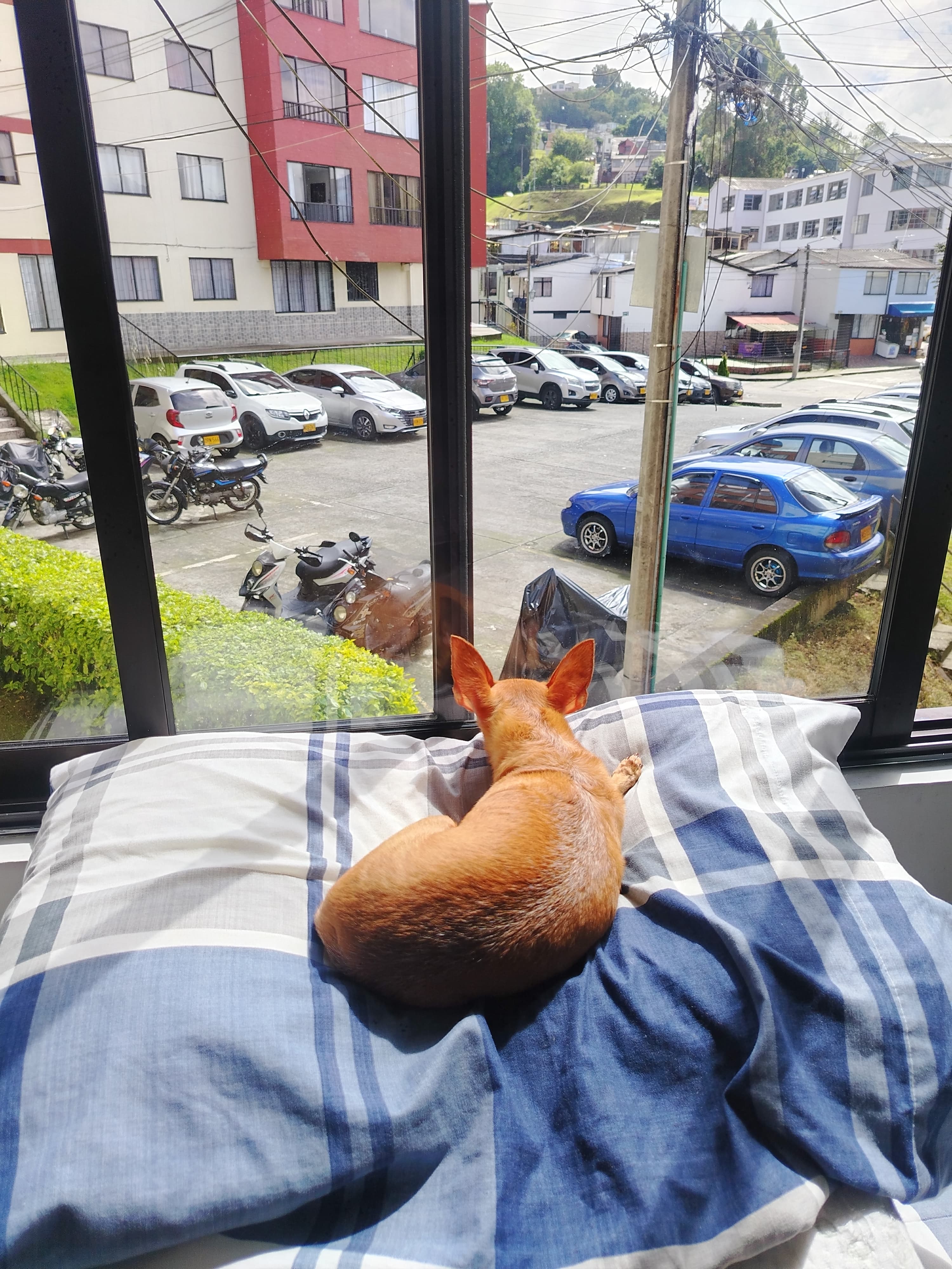 Foto 2 de Mis cuatro patitas