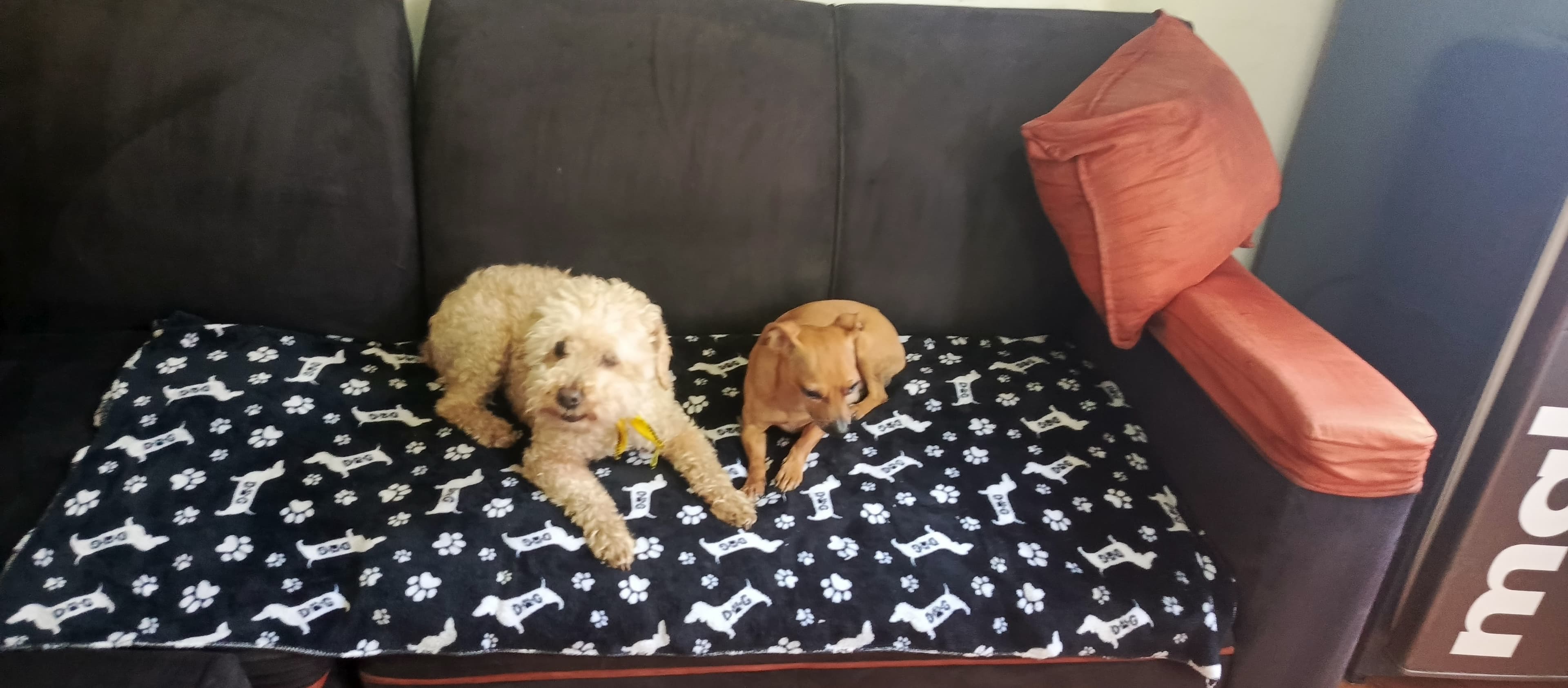 Foto 5 de La casa de los peluditos 