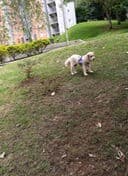 Foto 7 de Los Peluditos