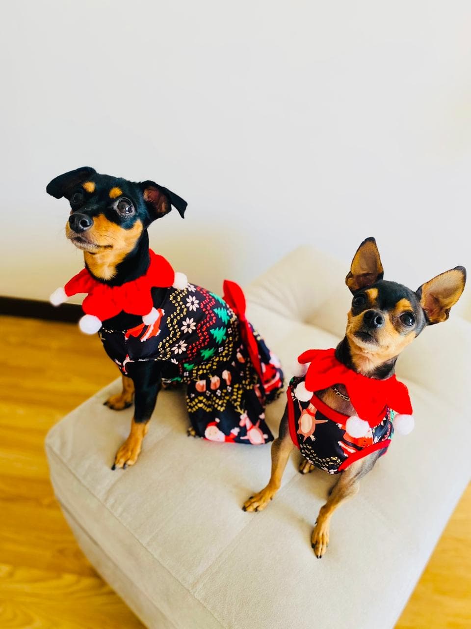 Foto 5 de Ángelitos de 4 patitas 