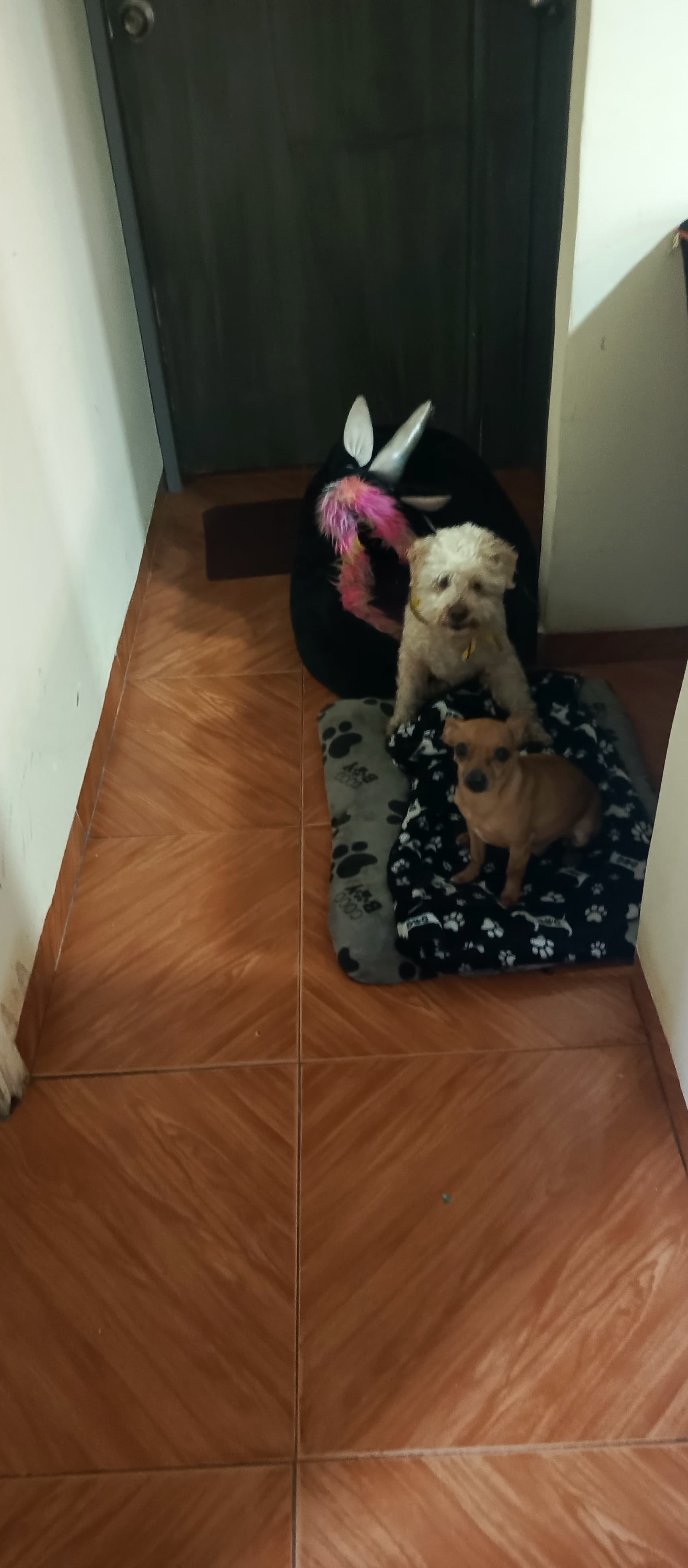 Foto 2 de La casa de los peluditos 