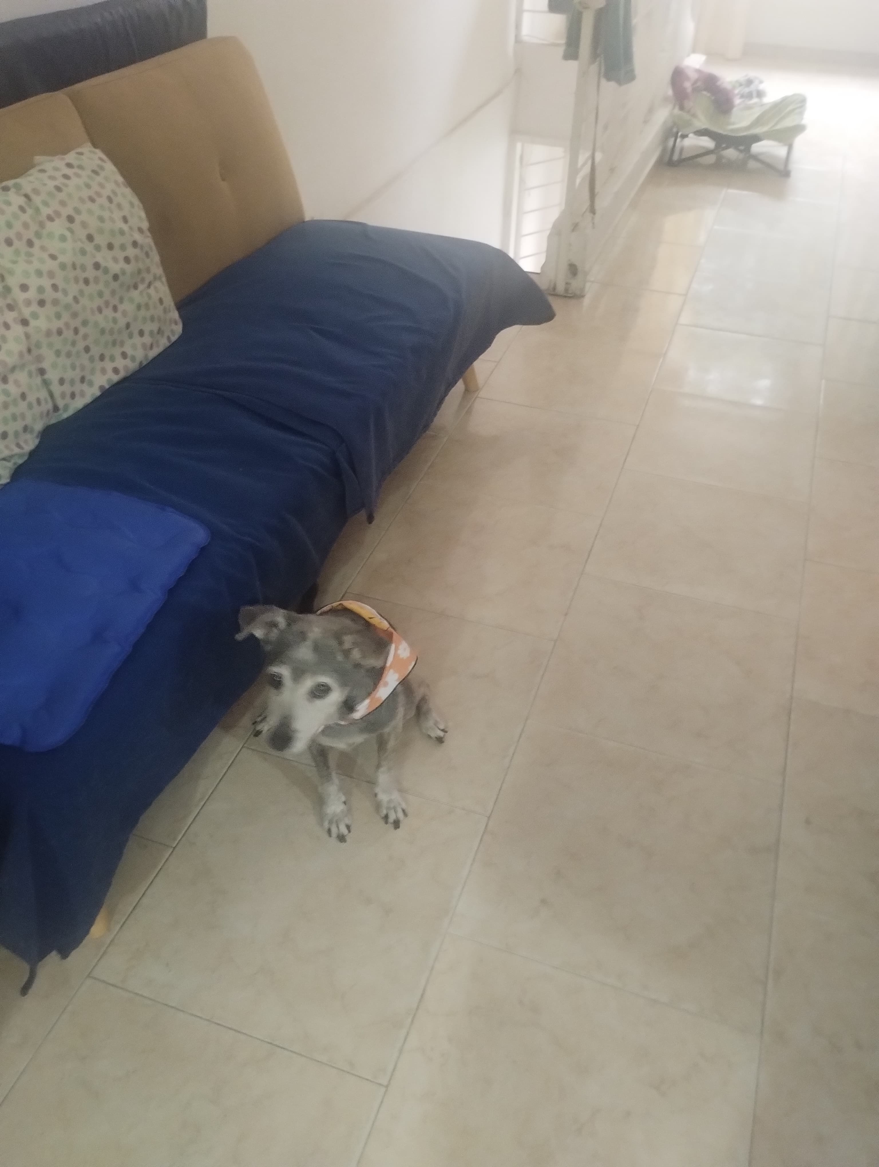 Foto 3 de Amor Perruno 