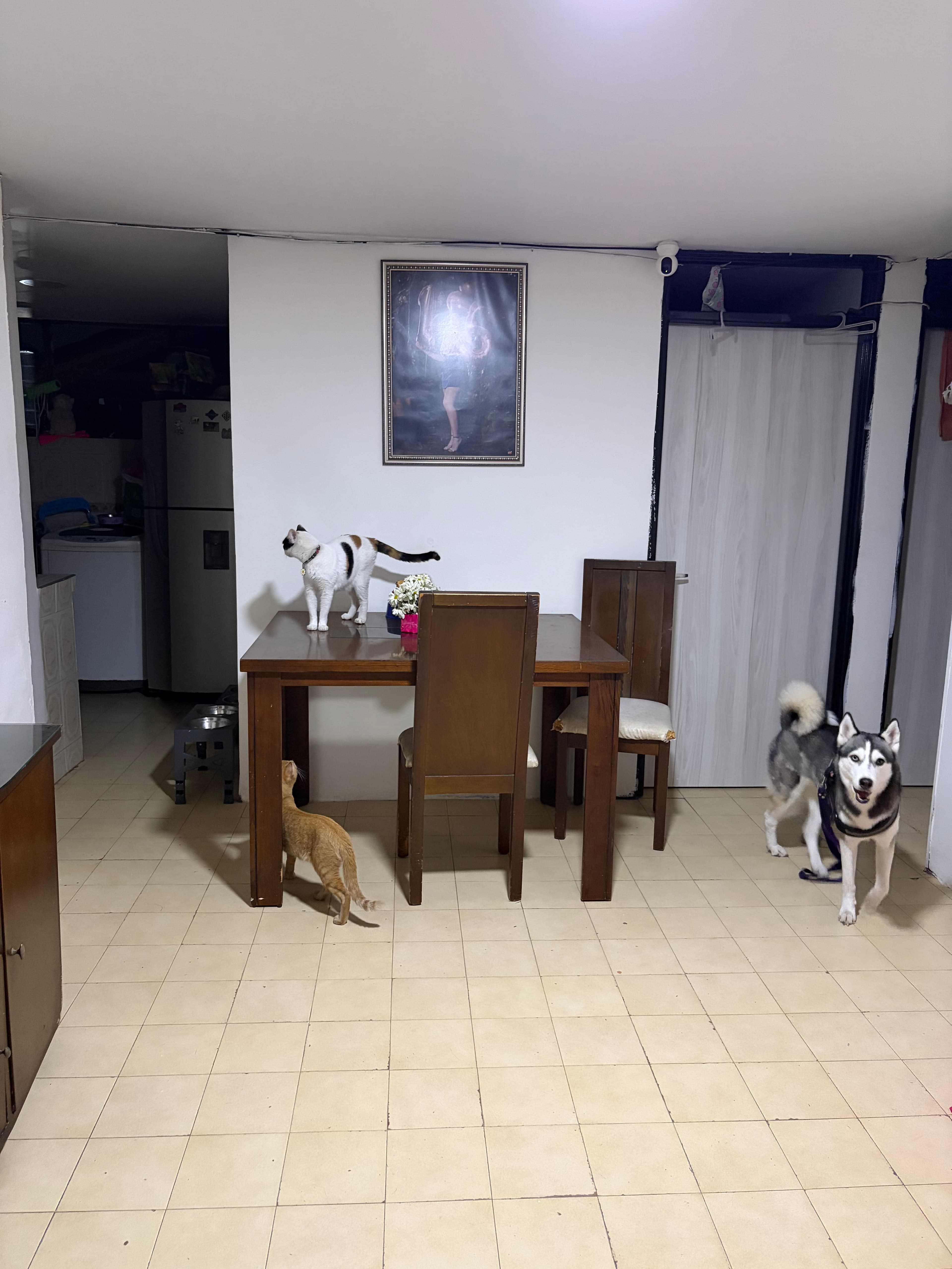 Foto 4 de Paw care 