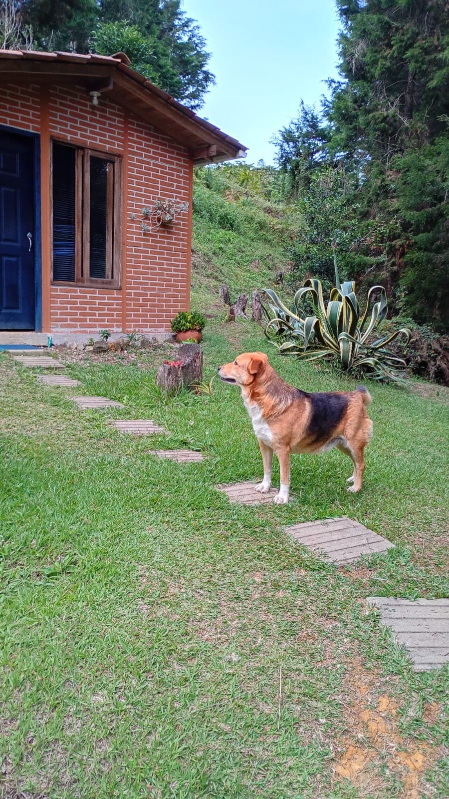 Foto 5 de Refugio para peluditos 