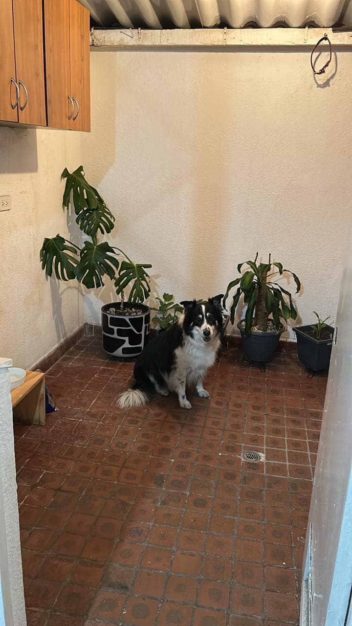 Foto 4 de Patitas y Colitas