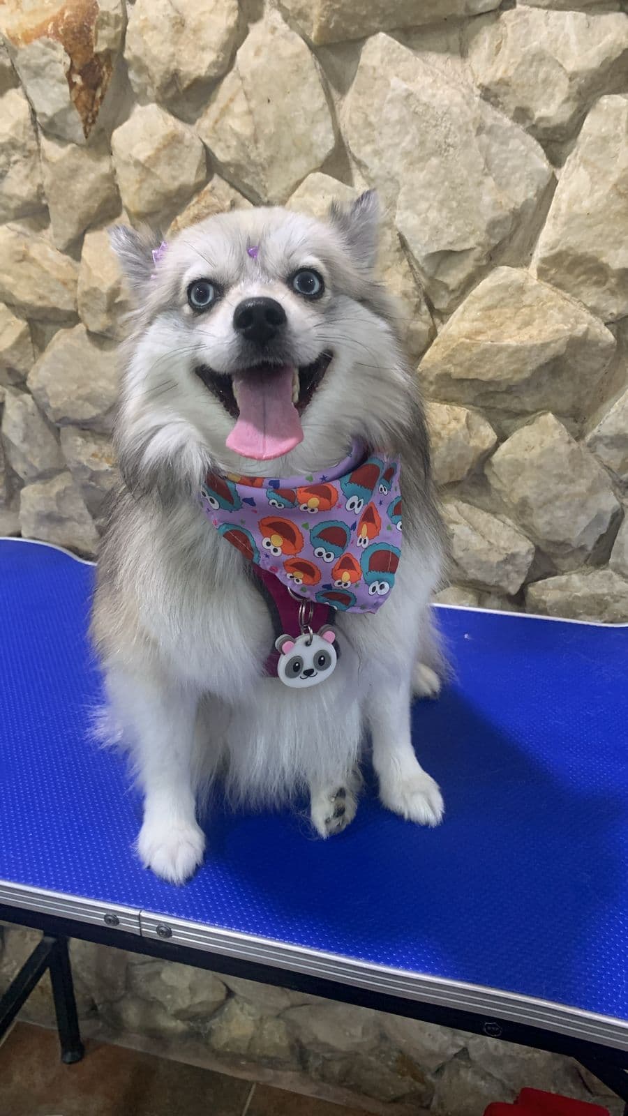 Foto de ToyLa Casa Vacacional Canina