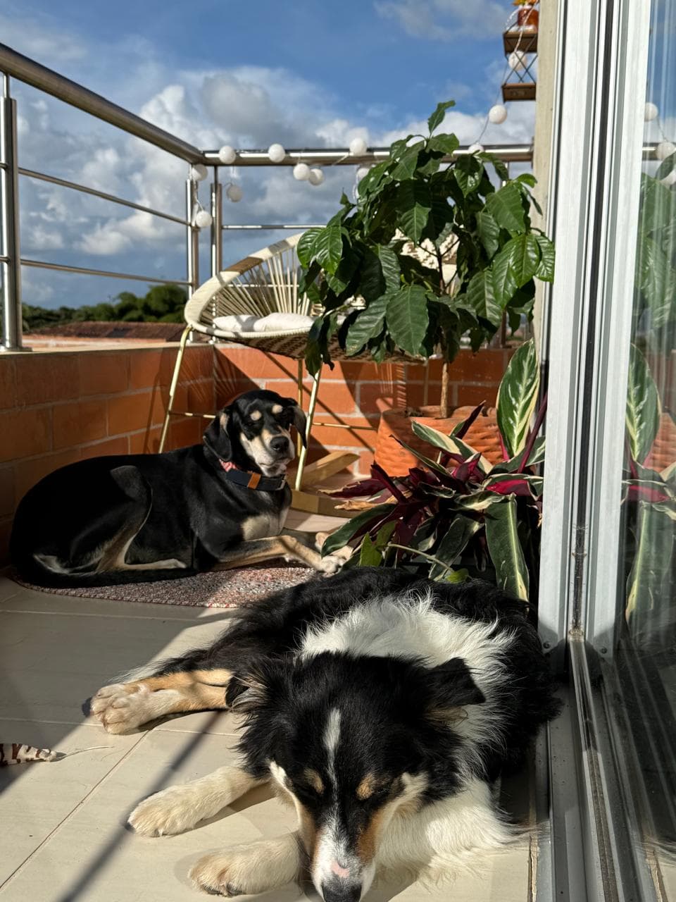 Foto 6 de Patitas felices del oriente