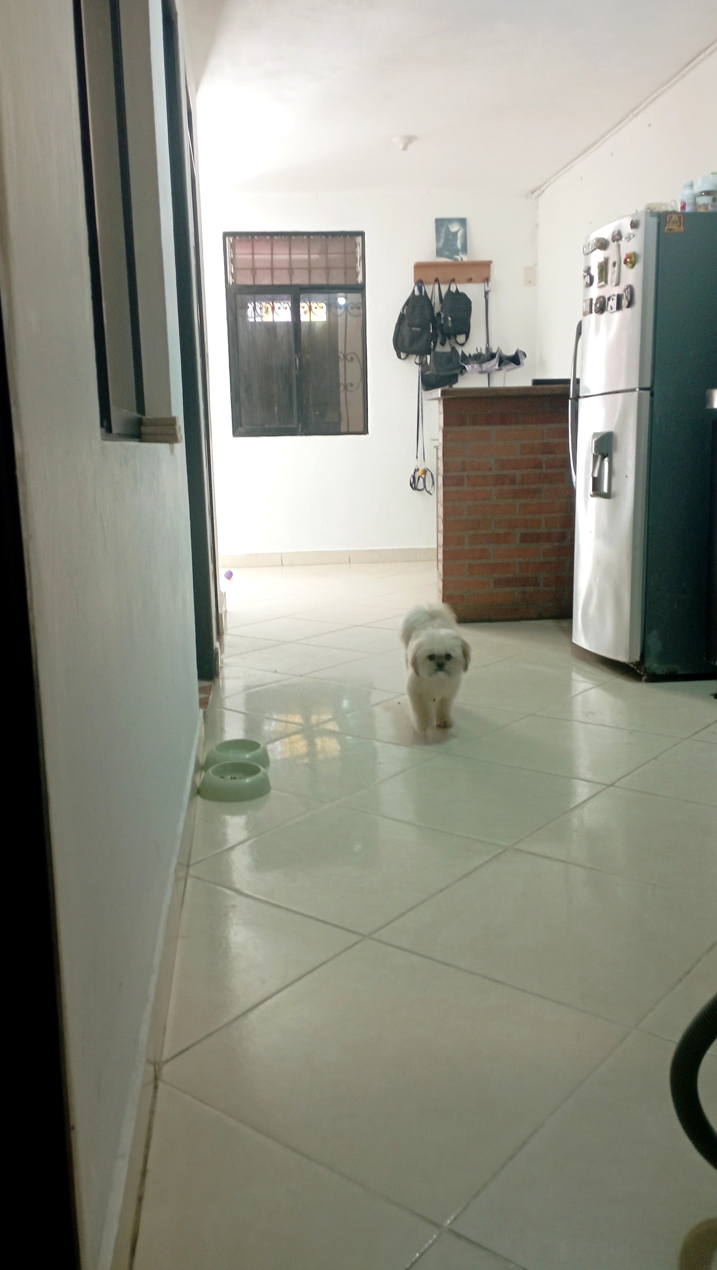 Foto 5 de Abrazos Peludos