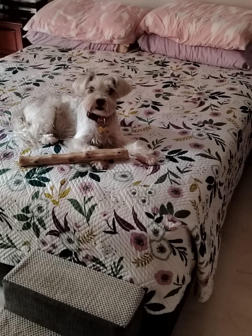 Foto 11 de Mis peludos