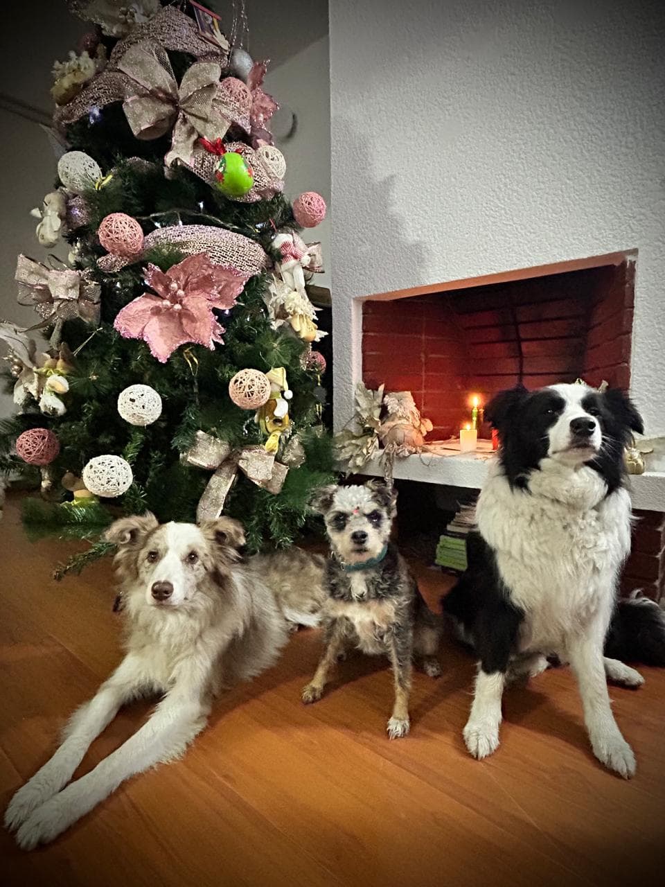 Foto de 1dog3