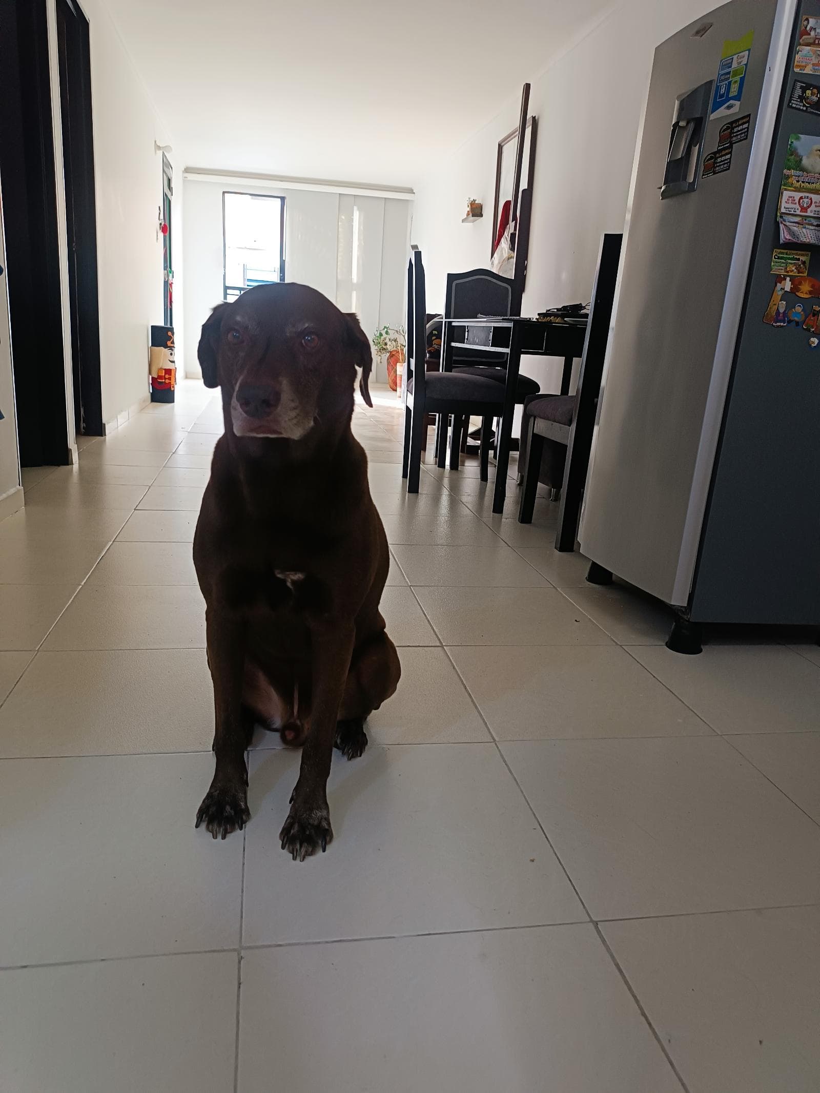 Foto de La casa de las mascotas