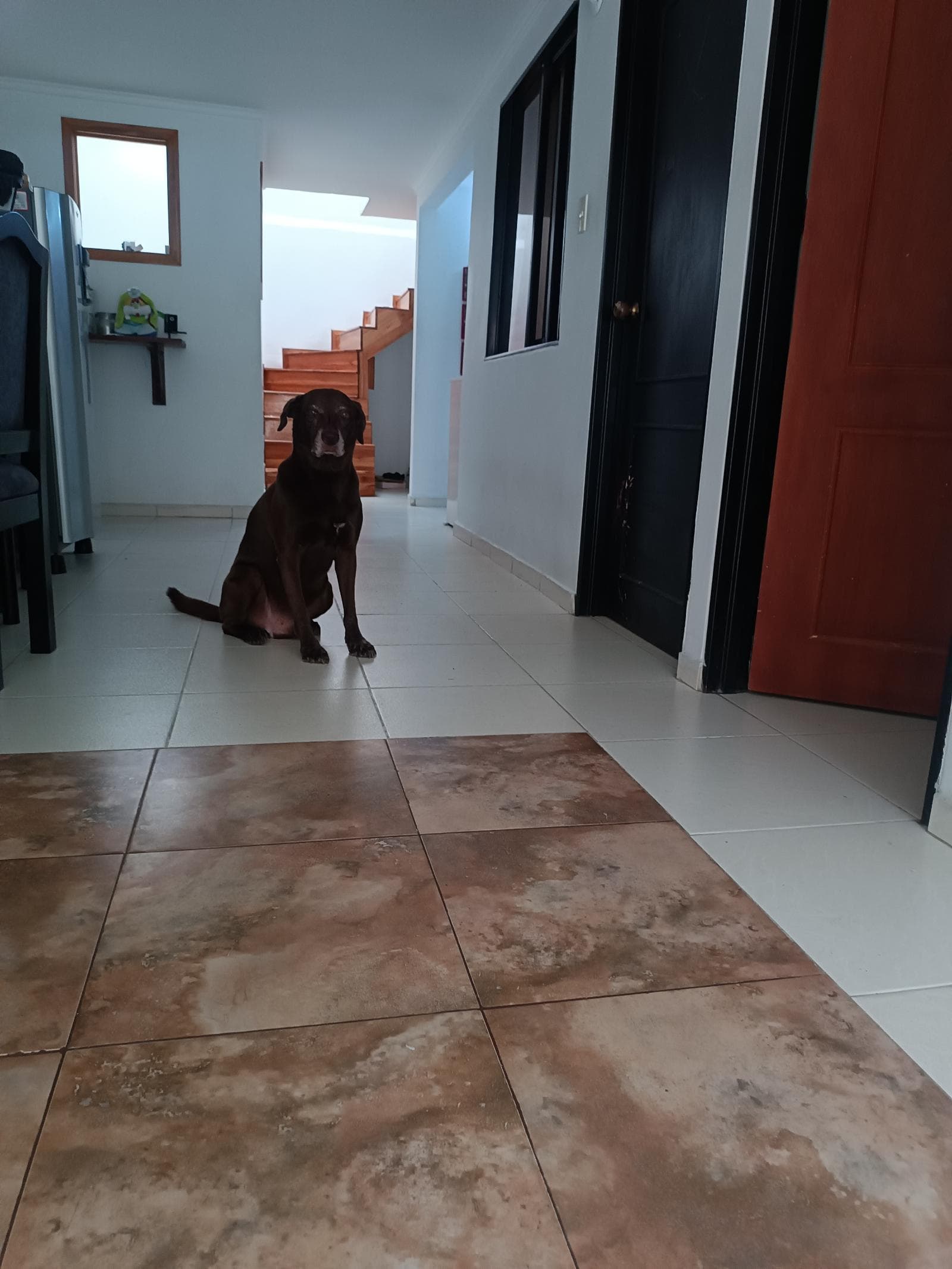 Foto 2 de La casa de las mascotas