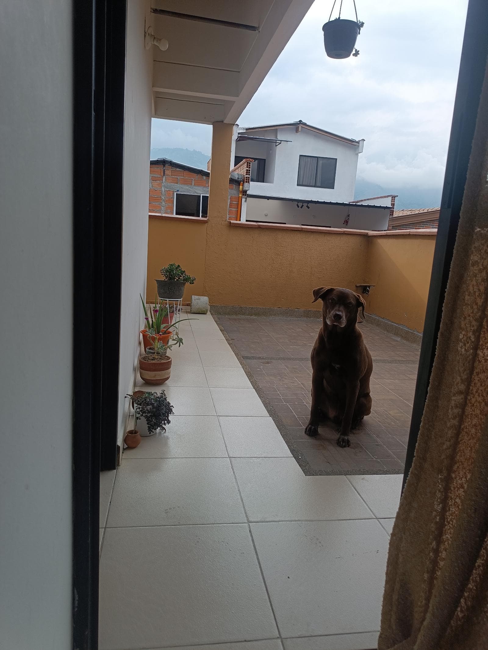 Foto 4 de La casa de las mascotas