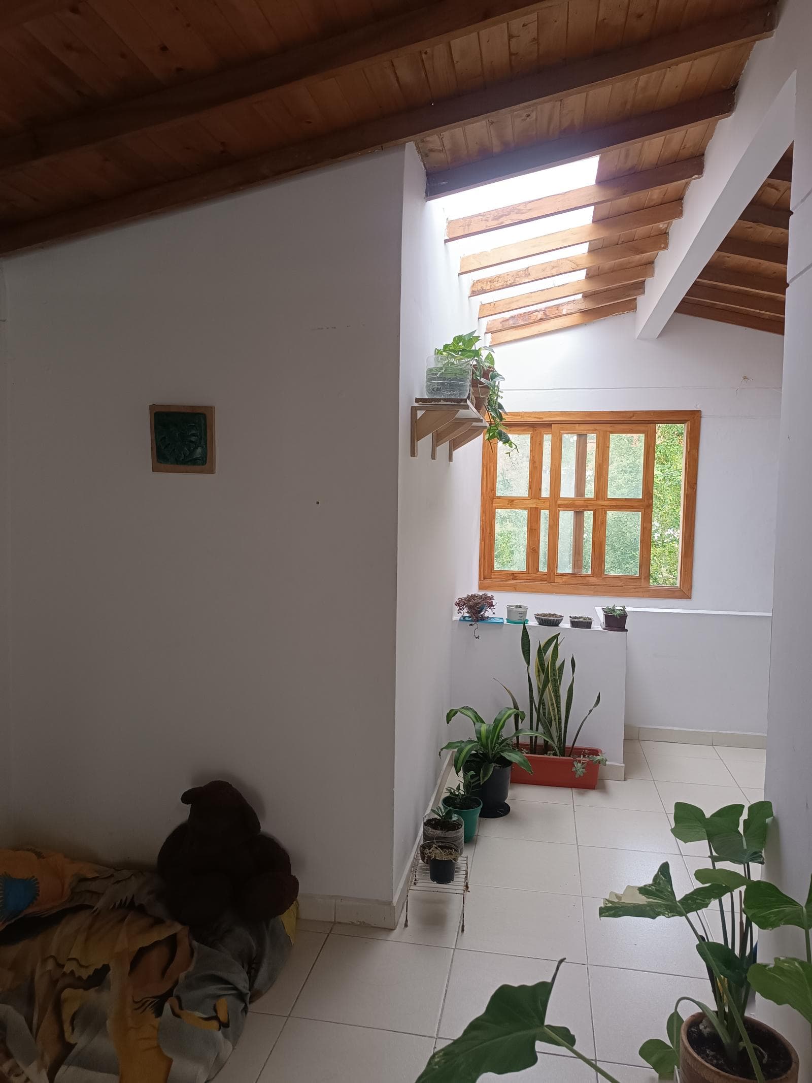 Foto 5 de La casa de las mascotas