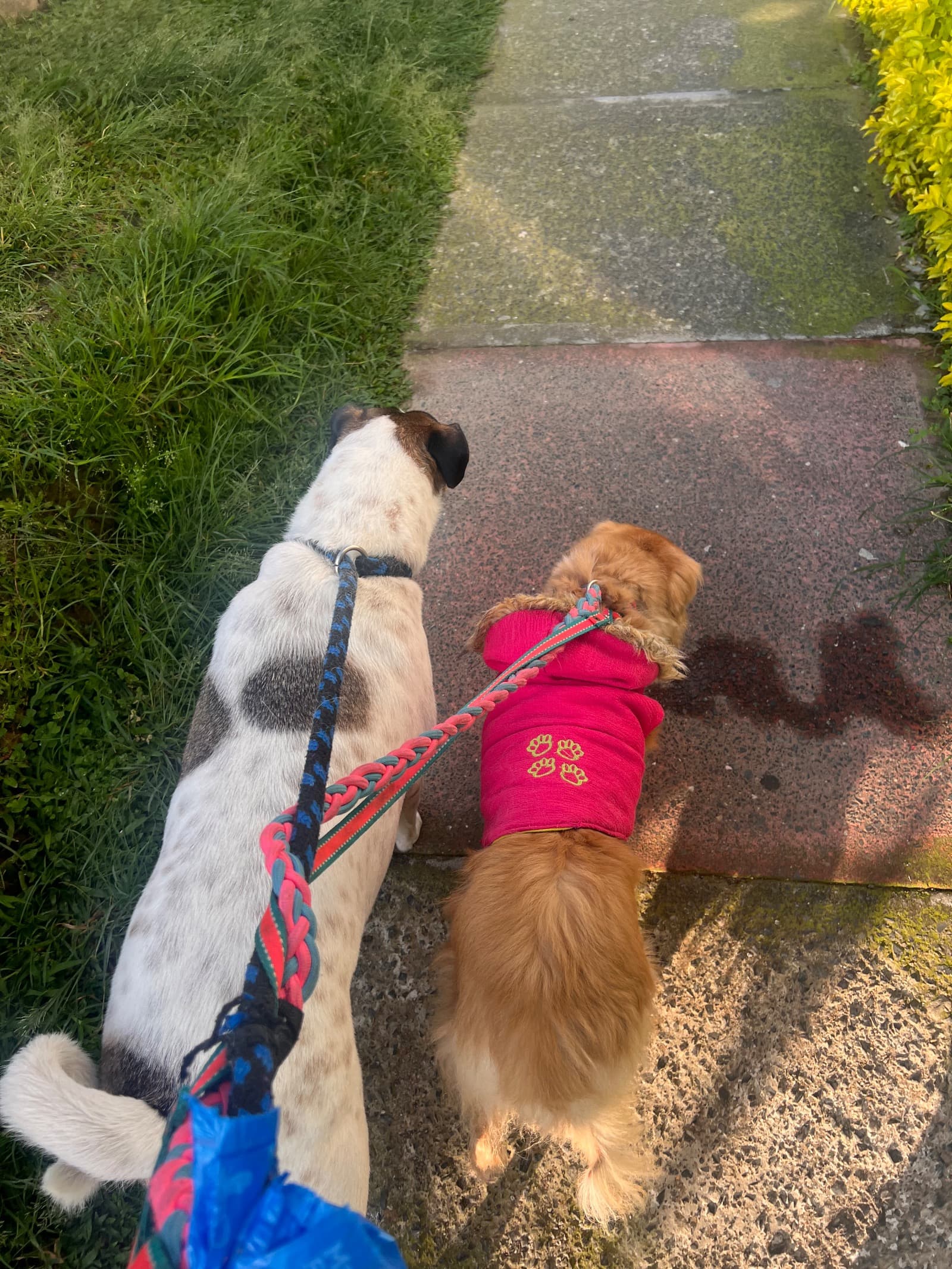 Foto 3 de Dogs club