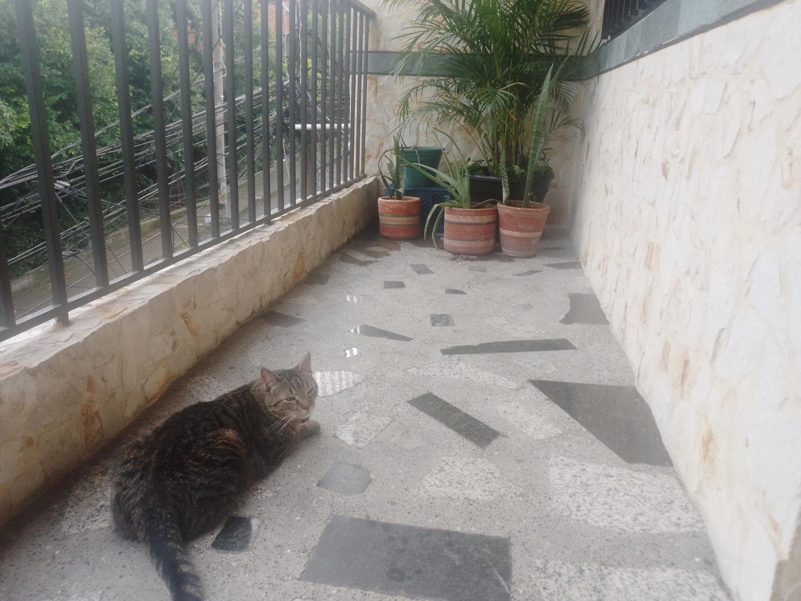 Foto de Maggic Pet