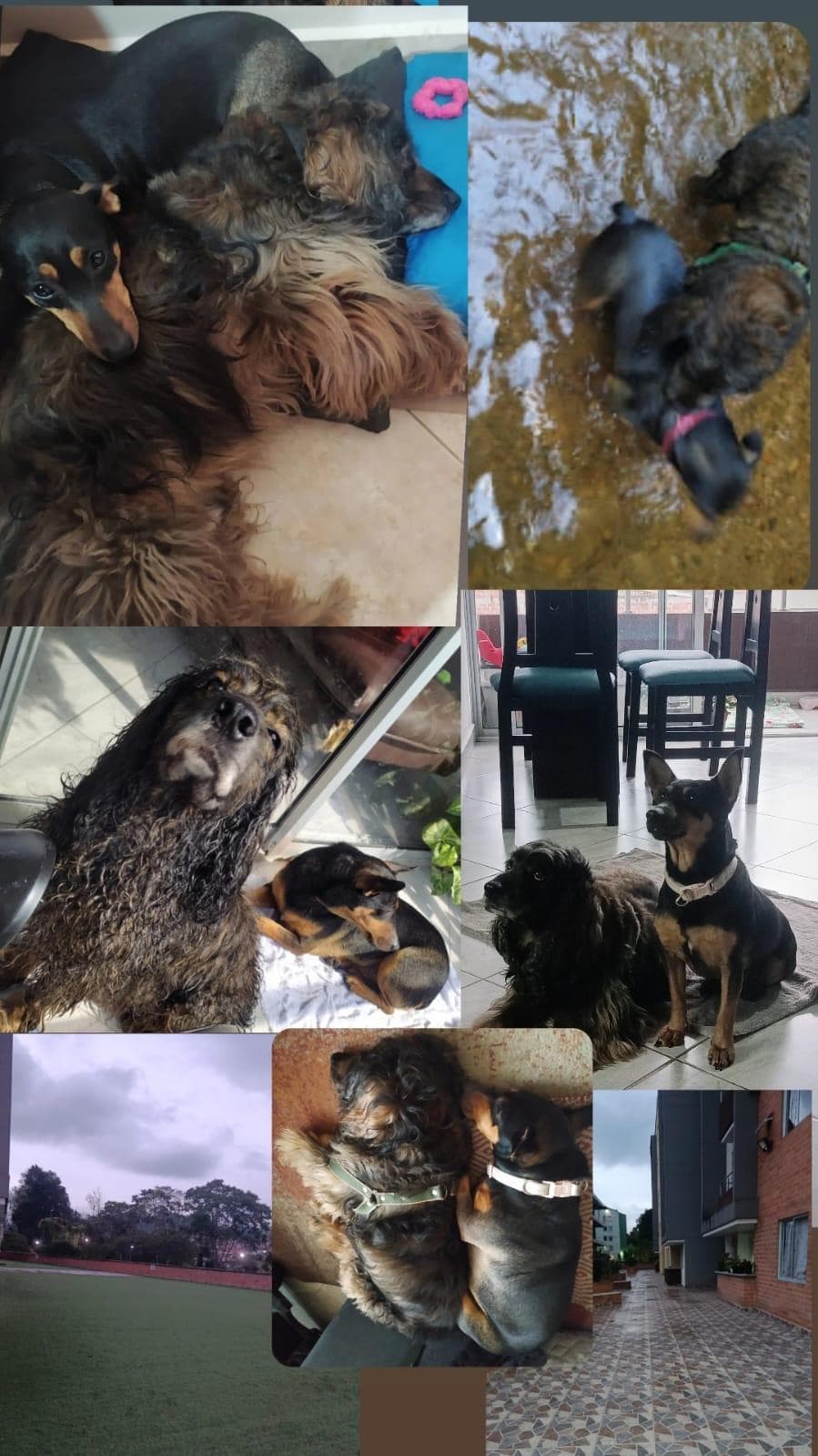 Foto 2 de Familia de PATITAS