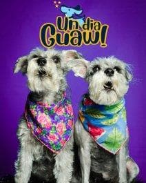 Foto de UN DIA GUAW - Cuidado Canino con Pao