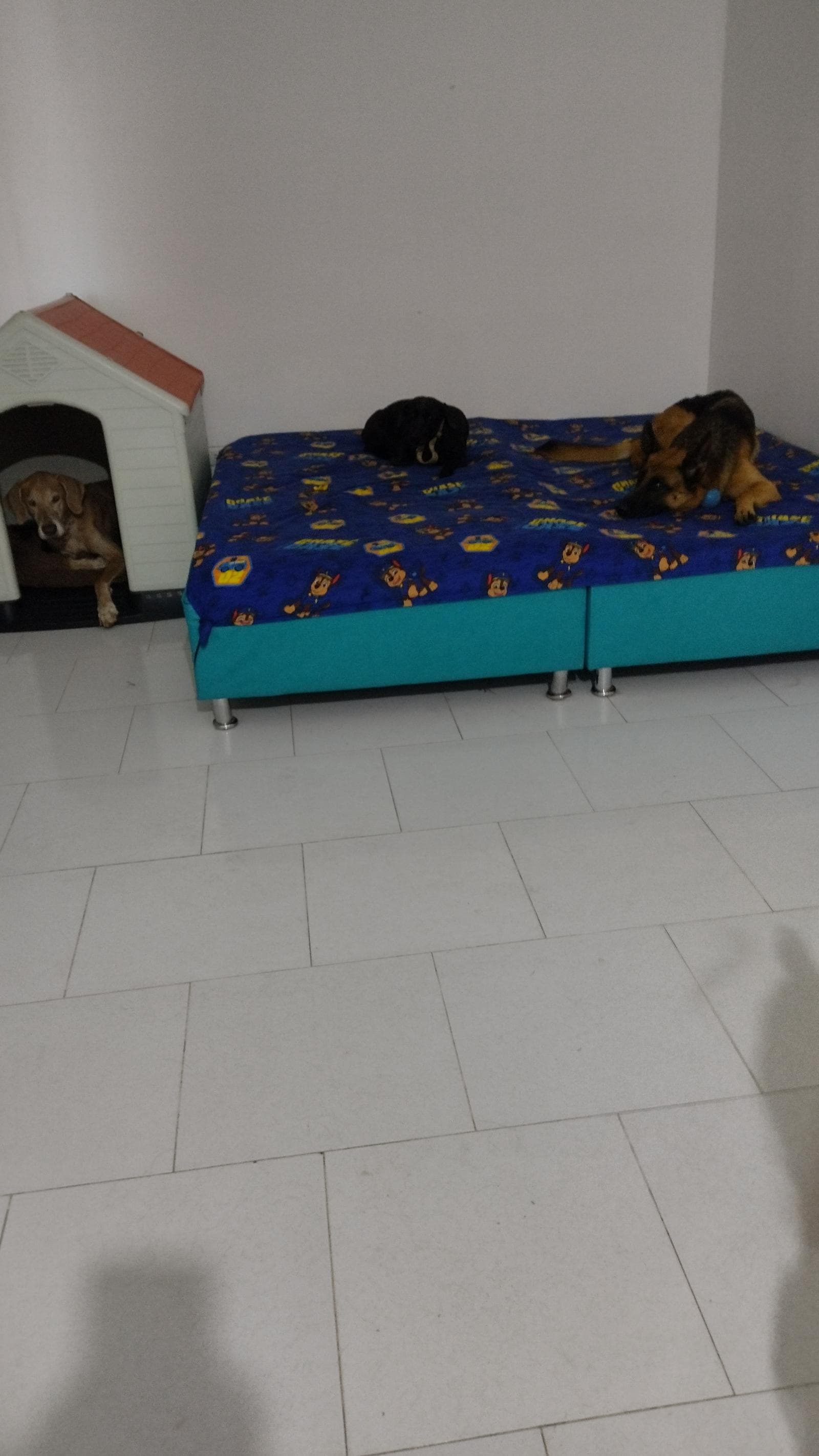Foto 15 de ToyLa Casa Vacacional Canina