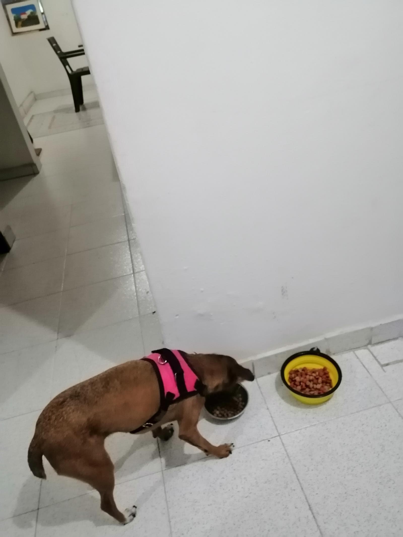 Foto de Casita los peluditos
