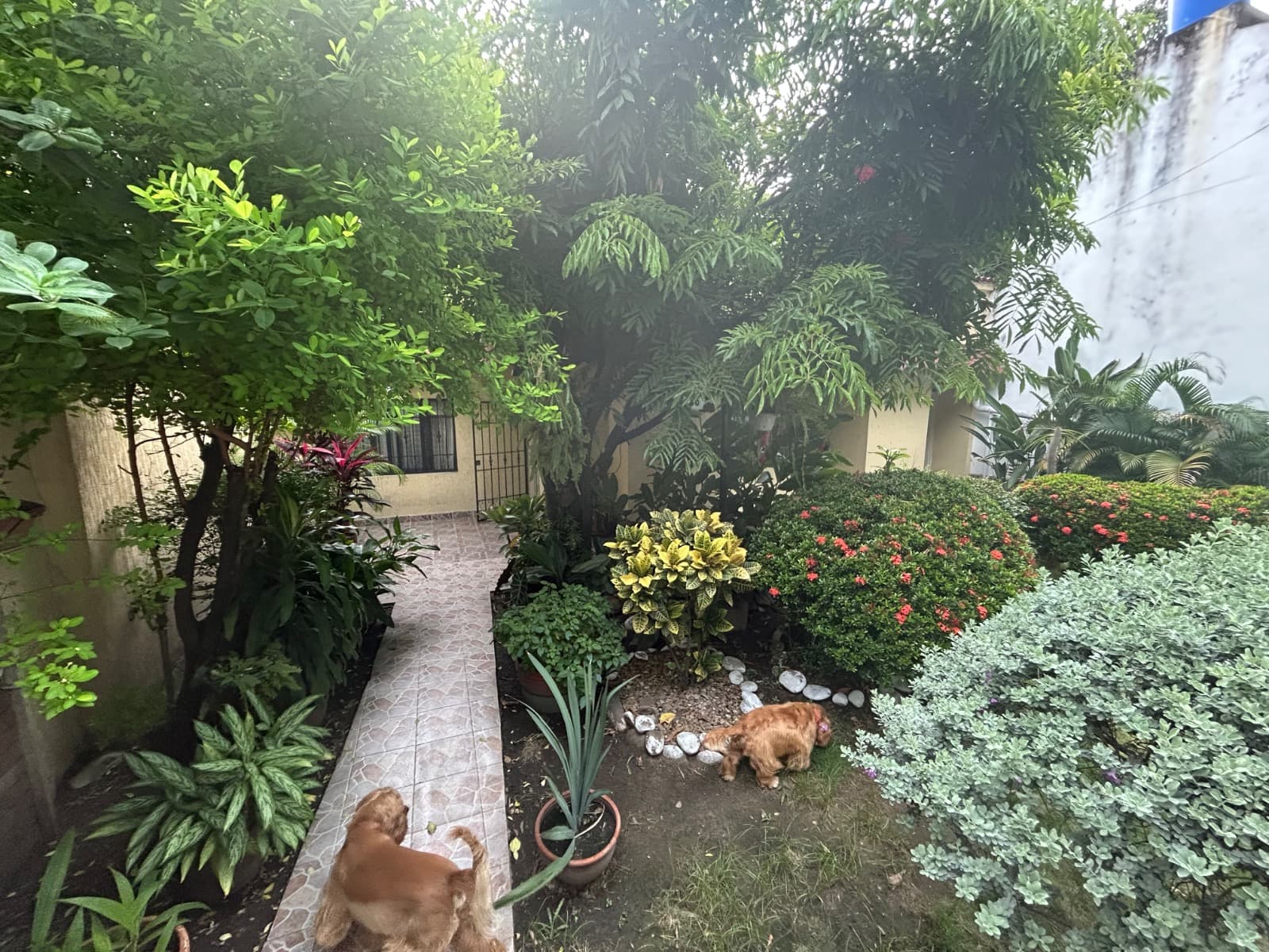 Foto de Casa que ama los perritos
