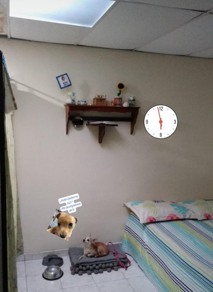 Foto 4 de Cachorros En Casa Mafer.