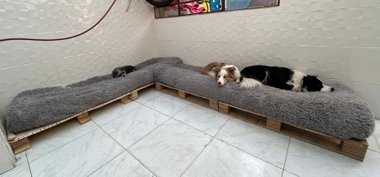 Foto 3 de 1dog3