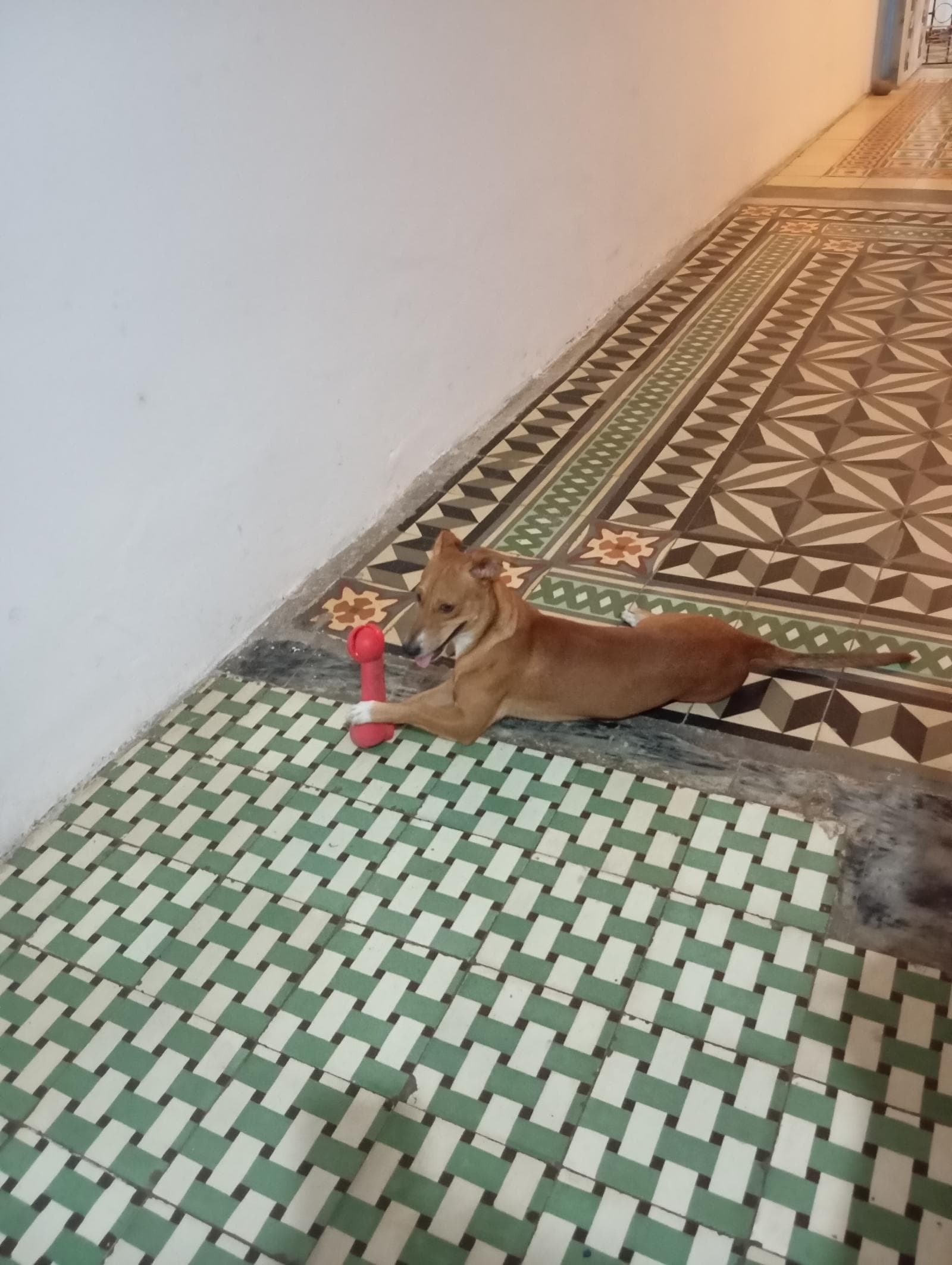 Foto 5 de Vida con colita 