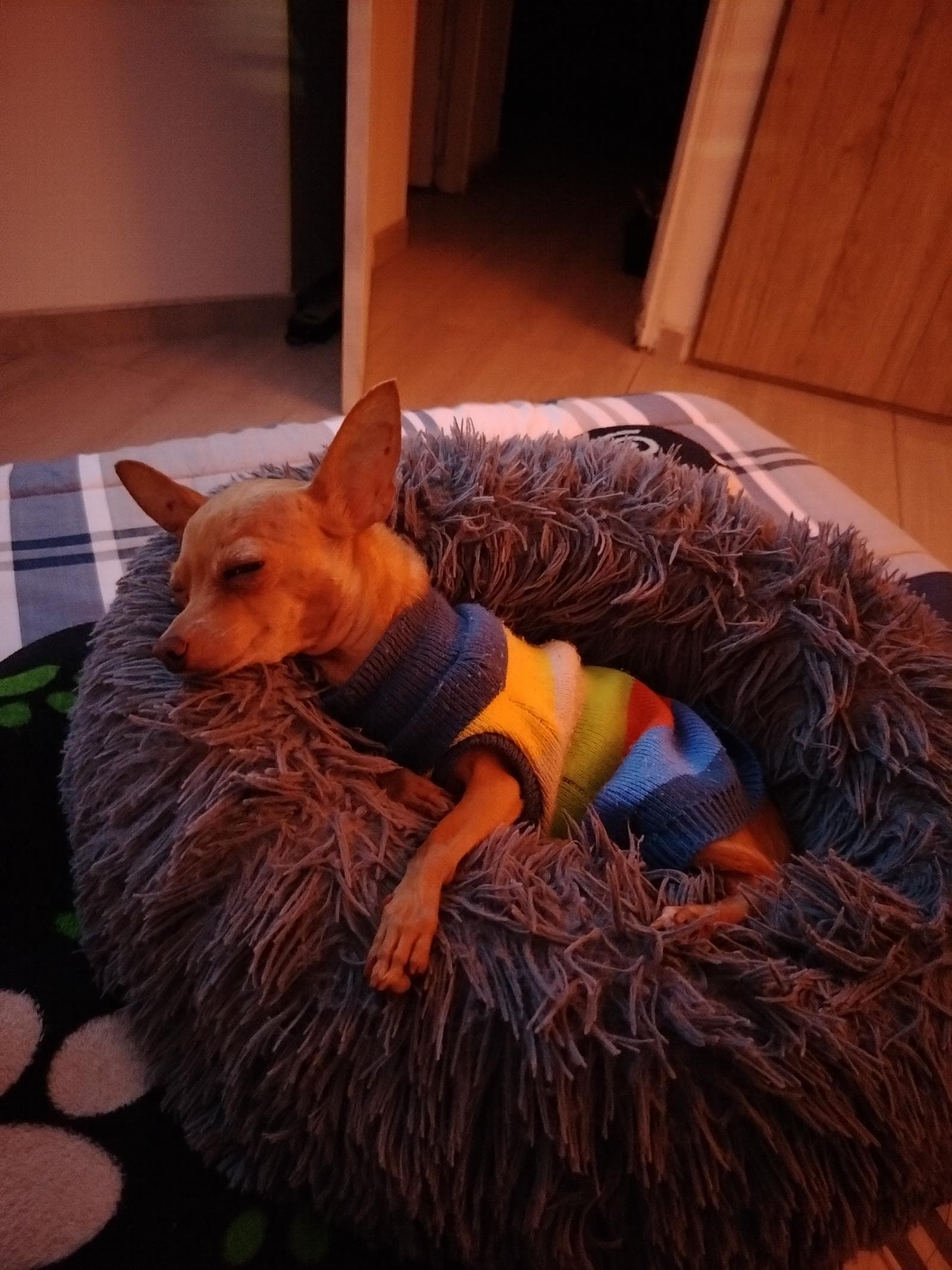 Foto 10 de Mis cuatro patitas